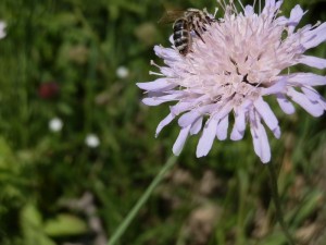 beskid wyspowy 70 (1)